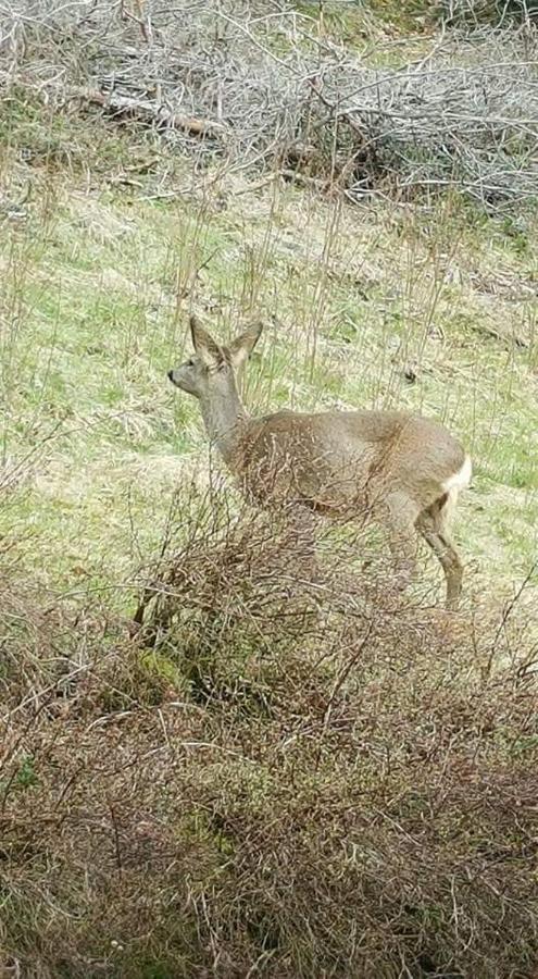 Ferienwohungen Im Kuchersbach Hornberg Εξωτερικό φωτογραφία