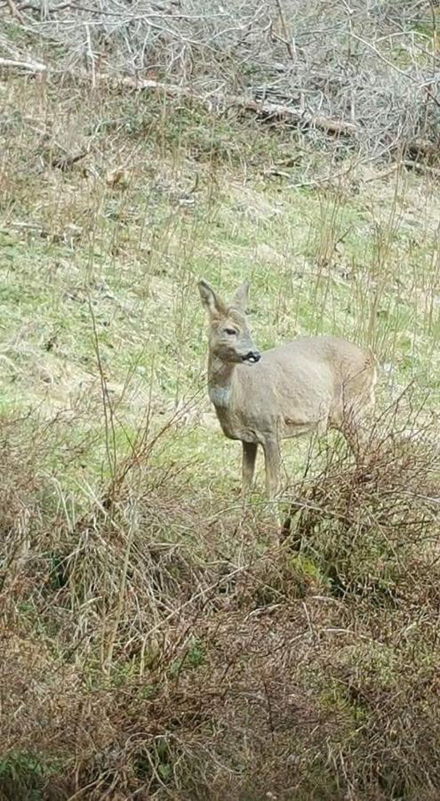 Ferienwohungen Im Kuchersbach Hornberg Εξωτερικό φωτογραφία